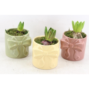 arr4 Hyacint RN - Blush bow