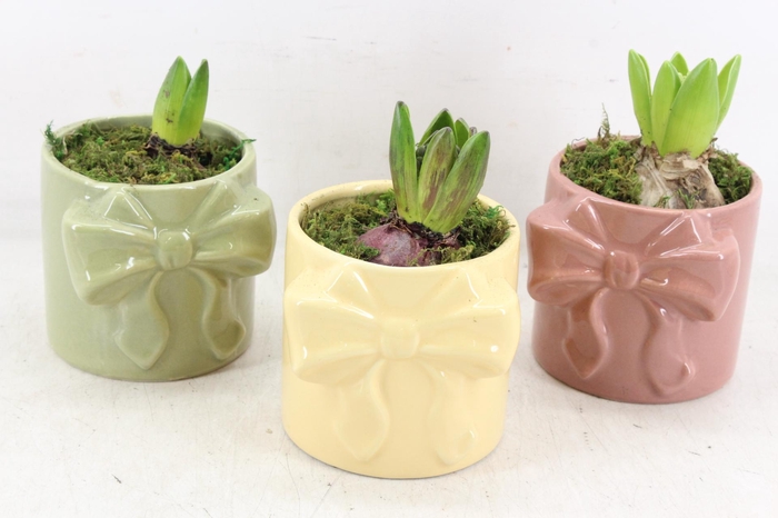 <h4>arr4 Hyacint RN - Blush bow</h4>