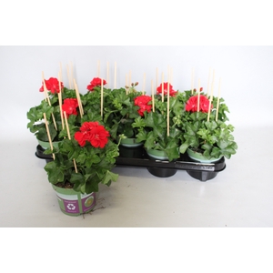 Pelargonium peltatum Gabry (Red)