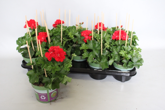 <h4>Pelargonium peltatum Gabry (Red)</h4>