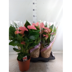 Anthurium andr. 'Pink Explosion'