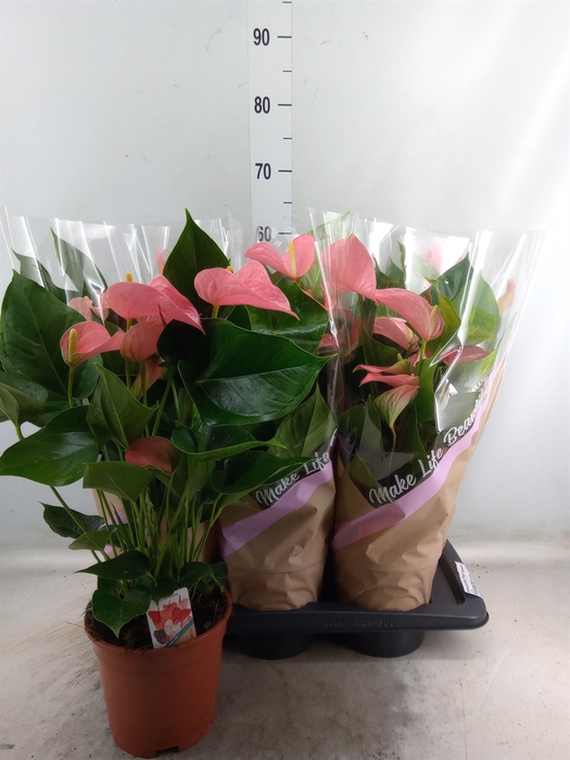 <h4>Anthurium andr. 'Pink Explosion'</h4>