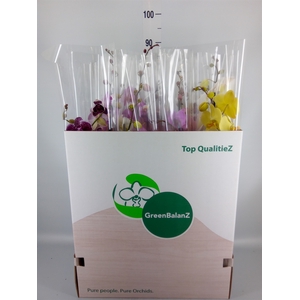 Phalaenopsis   ...mix