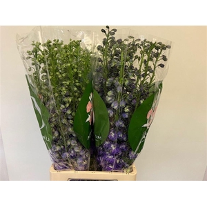 DELPH EL PURPLE ARROW