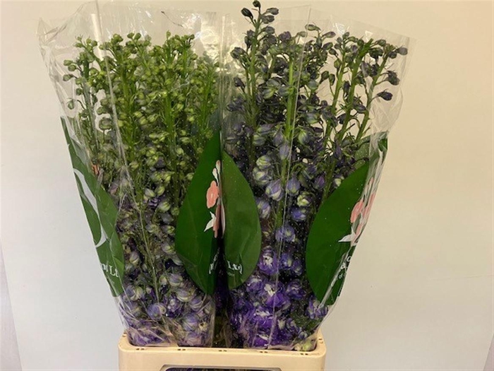 <h4>DELPH EL PURPLE ARROW</h4>