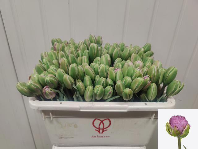 <h4>TU DU XAVIER</h4>