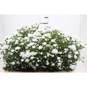 ASTER MARIANA 060 CM