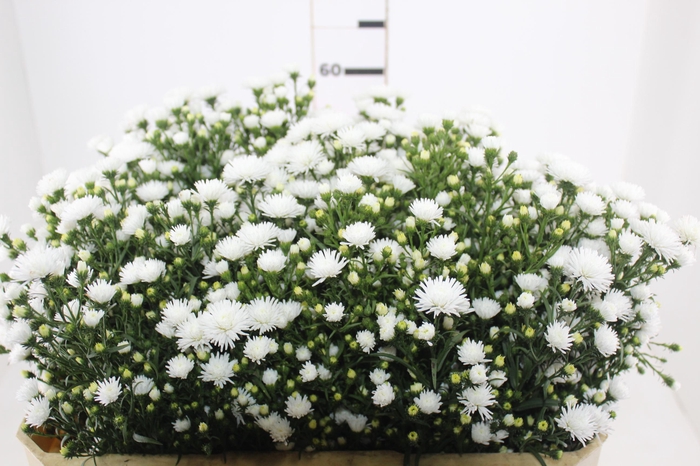 <h4>ASTER MARIANA 060 CM</h4>