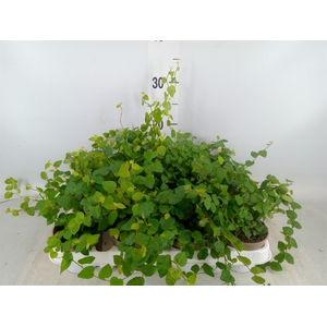 Ficus pumila 'Sunny Green'