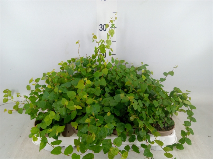 <h4>Ficus pumila 'Sunny Green'</h4>
