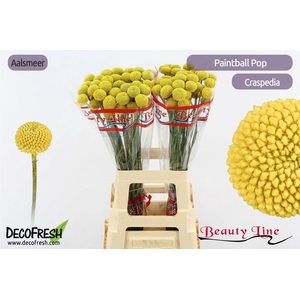 Craspedia Paint Pop