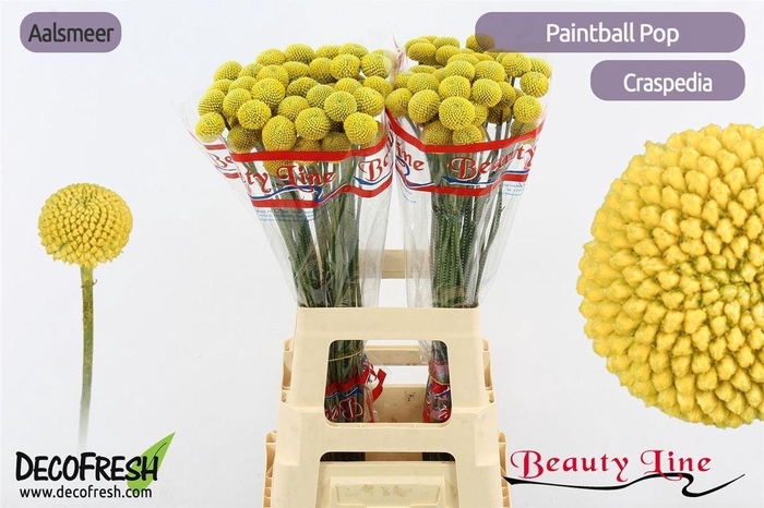 <h4>Craspedia Paint Pop</h4>