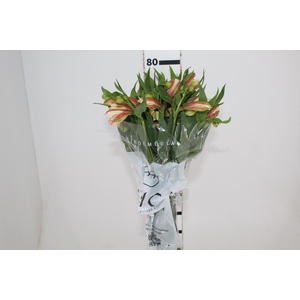 ALSTROEMERIA REBECCA 080 CM