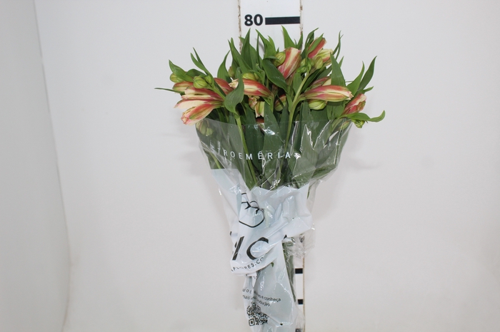 <h4>ALSTROEMERIA REBECCA 080 CM</h4>
