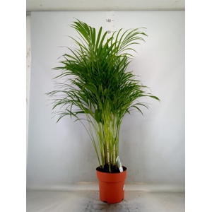 Dypsis lutescens   ...Chrysalidoca