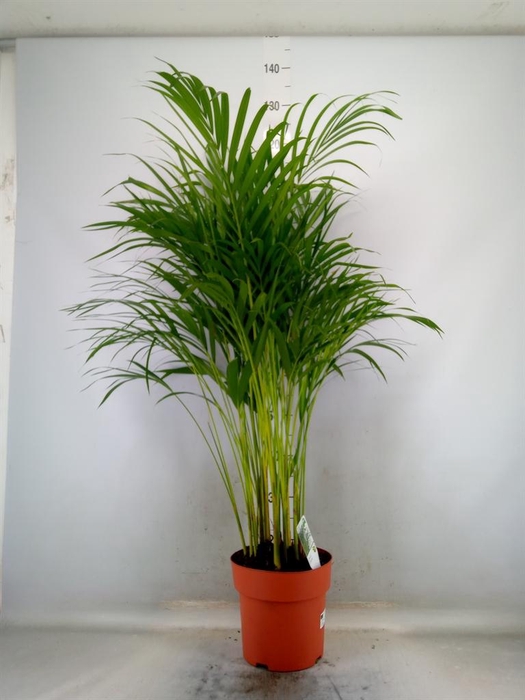 <h4>Dypsis lutescens   ...Chrysalidoca</h4>