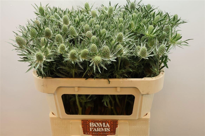 <h4>ERYN A WHITE STAR</h4>