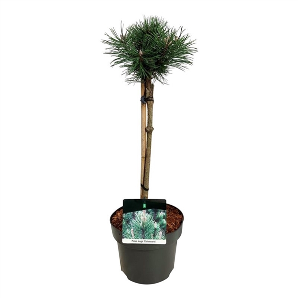 <h4>Pinus mugo 'Columnaris'</h4>