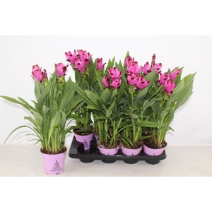 CURCU AL SIAM SPLASH