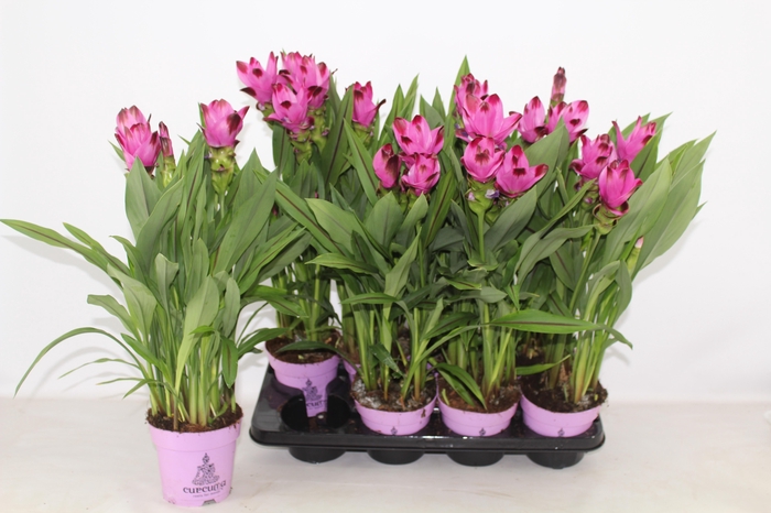 <h4>CURCU AL SIAM SPLASH</h4>