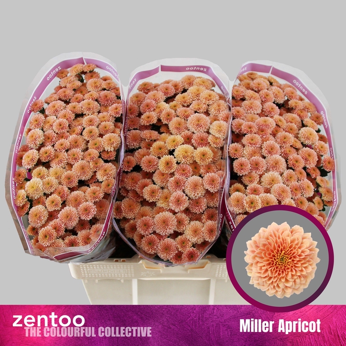 <h4>CHR S MILLER APRICOT</h4>