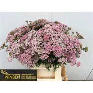 Achillea Pink Lady