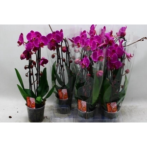 PHAL CASCADE PURPLE 2 TAK