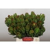 Leucadendron Laurel Yellow