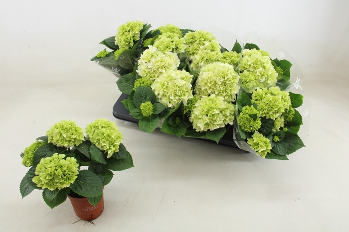 <h4>HYDR M HI WHITE SUN</h4>