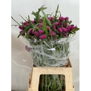 CIRS R ATROPURPUREUM