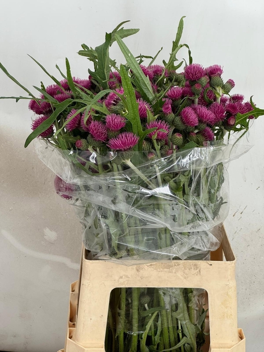 <h4>CIRS R ATROPURPUREUM</h4>