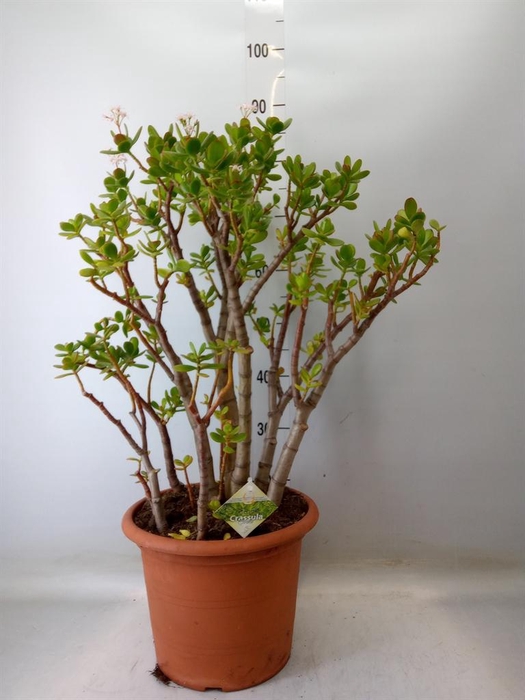 <h4>Crassula ovata</h4>