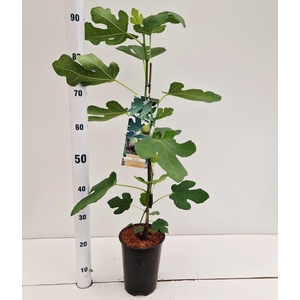 Ficus carica 'Brown Turkey'