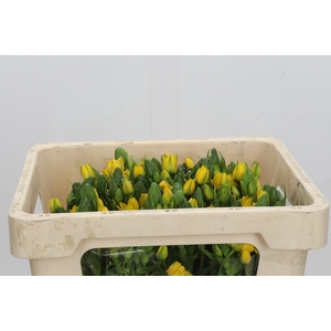 Ornithogalum Dubium Yellow Asa