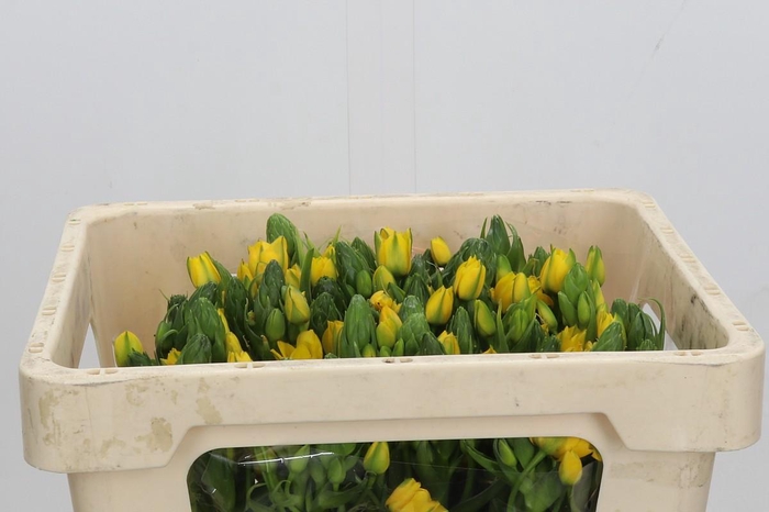 <h4>Ornithogalum Dubium Yellow Asa</h4>