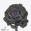 Brassica elegance