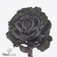 Brassica elegance