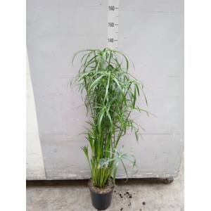 Cyperus   ...