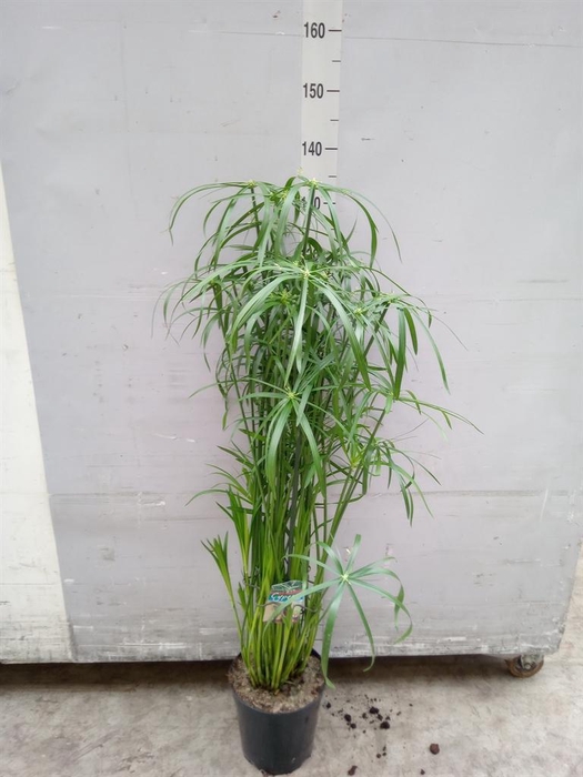 <h4>Cyperus   ...</h4>
