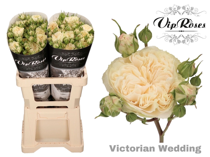 <h4>R TR VICTOR WEDDING+</h4>