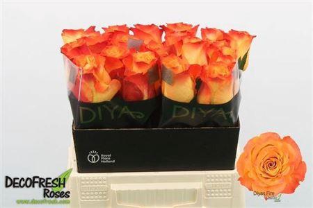 <h4>R Gr Diyas Fire</h4>