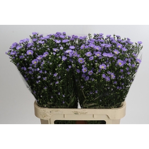 Aster Cassandra