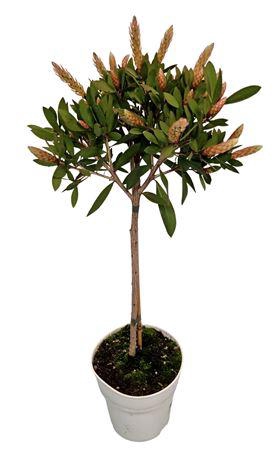 <h4>Callistemon Citrinus Stem</h4>