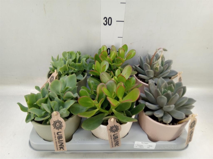 <h4>Succulents   ...</h4>