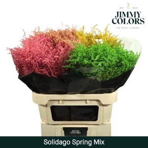 Solidago L70 Spring Mix