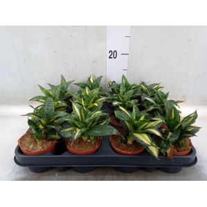 Sansevieria trifa. 'Hahnii'