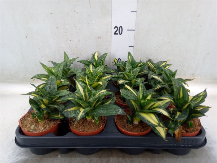 <h4>Sansevieria trifa. 'Hahnii'</h4>