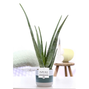 Aloe Vera in P&PURE Lauren ceramics