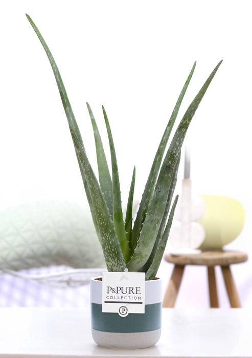 <h4>Aloe Vera in P&PURE Lauren ceramics</h4>