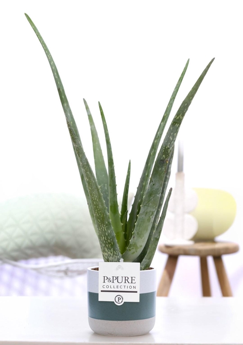 <h4>Aloe Vera in P&PURE Lauren ceramics</h4>
